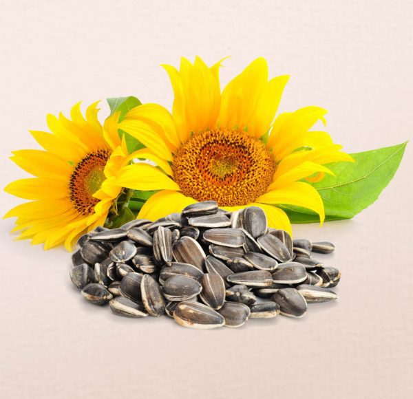 Πρωτεΐνη Ηλιόσπορου 55% Βιολογική (Sunflower/Heliaflor 55% Protein, Organic) - Food