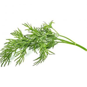 Άνηθος Αιθέριο Έλαιο (Dill Seed Oil) - Food & Cosmetic