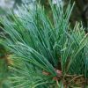 Πεύκο Ελβετικό Βιολογικό Αιθέριο Έλαιο (Swiss Stone Pine Oil Organic) - Cosmetic