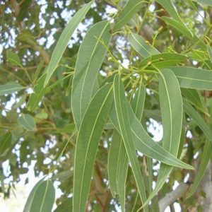 Ευκάλυπτος Αιθέριο Έλαιο (Eucalyptus Oil Globulus) - Food & Cosmetic