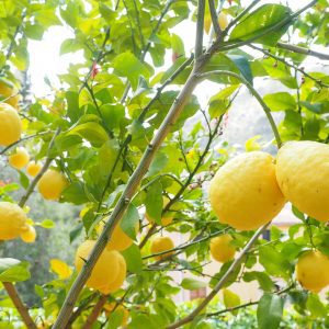 Λεμόνι Αιθέριο Έλαιο (Lemon Oil) - Food & Cosmetic