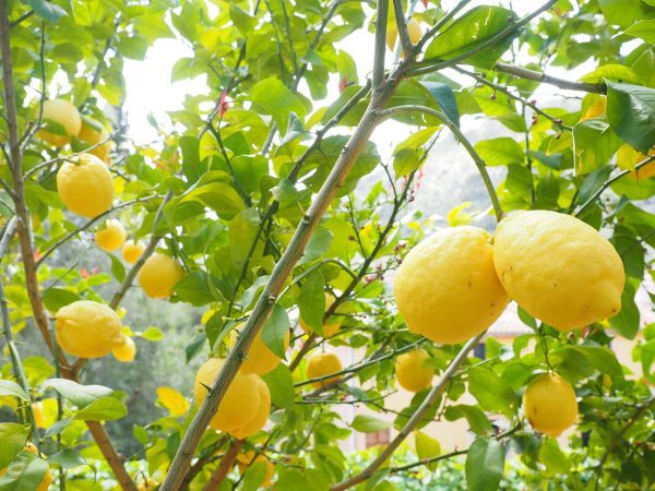 Λεμόνι Αιθέριο Έλαιο (Lemon Oil) - Food & Cosmetic