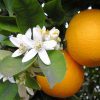 Πορτοκάλι Αιθέριο Έλαιο (Orange Oil Sweet Italy) - Food & Cosmetic
