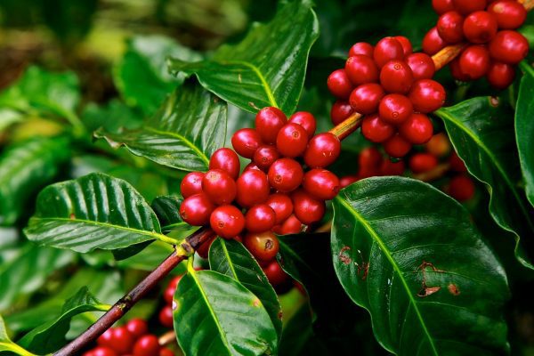 Καφές Βιολογικός Αιθέριο Έλαιο (Coffee Beans Extract Organic) - Food & Cosmetic