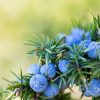 Ανθόνερο Άρκευθου Βιολογικό - Βρώσιμο (Juniper berry water, Organic-Food Grade) - Food & Cosmetic