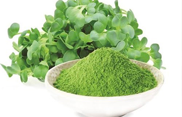 Αλφάλφα Σκόνη Βιολογική (Alfalfa Powder Raw Organic) - Food