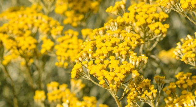 Εξερευνώντας τις πολύτιμες ιδιότητες του ανθικού νερού Helichrysum: Ένας οδηγός για το καλοκαίρι