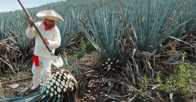 Agave Syrup: Extraction, benefits and versatile applications in cosmetics, cooking and confectionery!